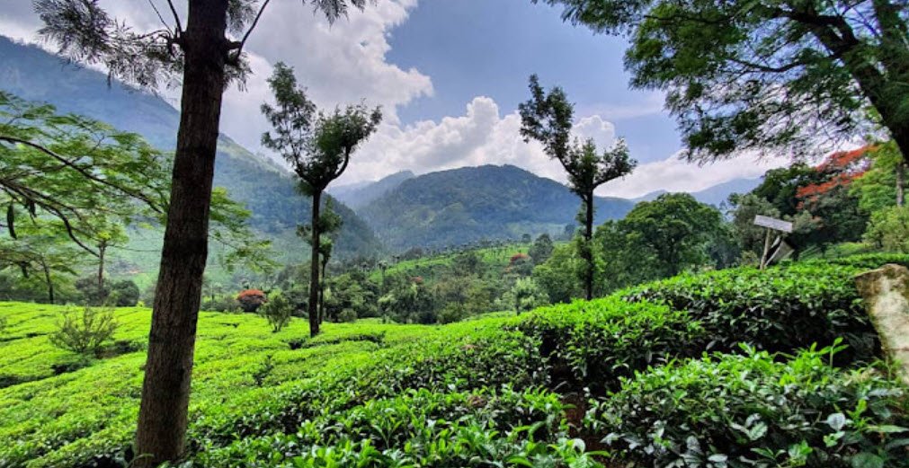 Mathikettan Shola National Park, Idukki, Kerala - Vushii.com